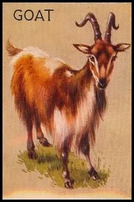 R15-1 Goat.jpg